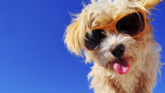 6 Ways to Keep Your Pet Healthy This Summer 