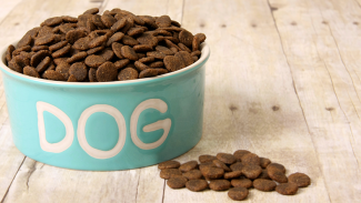 How to Find the Best Food for Your Dog (Interview)