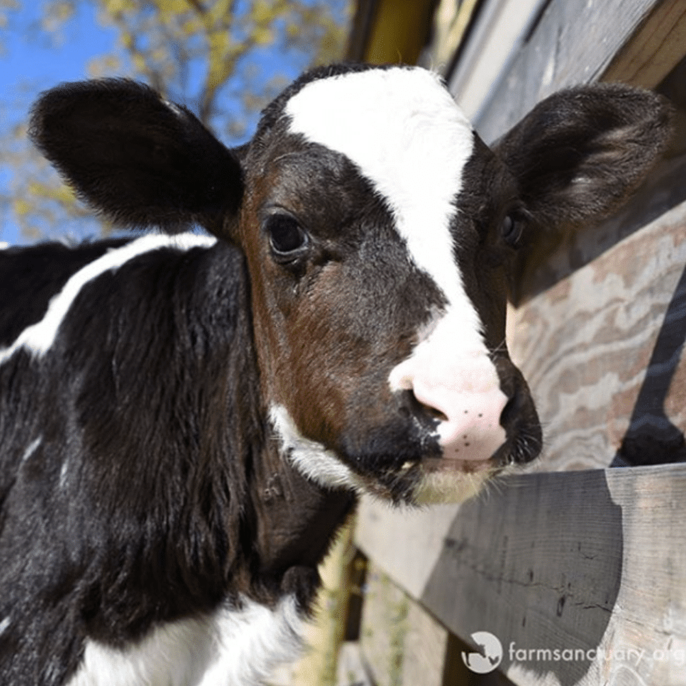 Adopt-a-farm-animal holiday gift